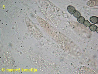 hypocrea gelatinosa - hife
