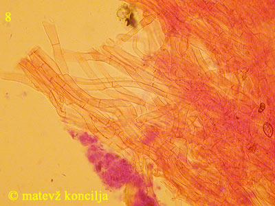 Clitopilus geminus - HDS