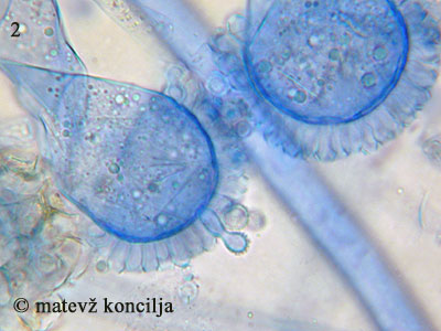 Aspergillus glaucus - fialide