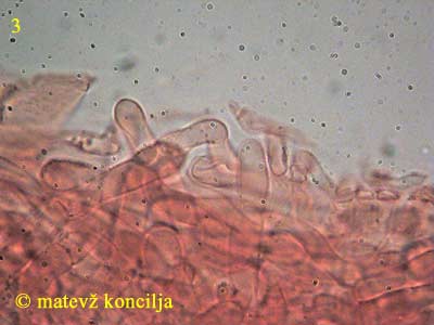 limacella delicata v. glioderma - koica klobuka