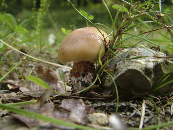 gomphidius maculatus