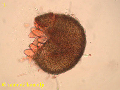 Blumeria graminis - Chasmothecium