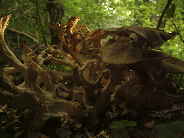 grifola umbellata