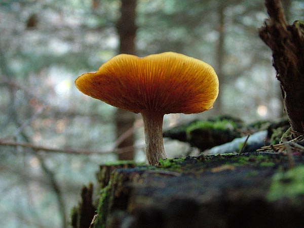 gymnopilus penetrans