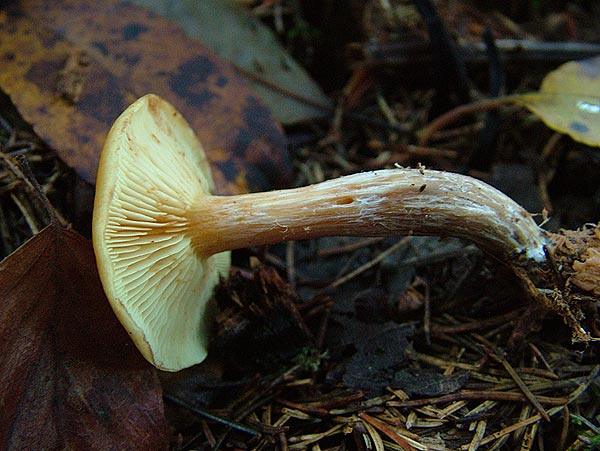 gymnopilus penetrans