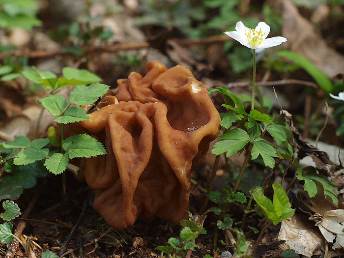 Gyromitra gigas - Riesen-Lorchel