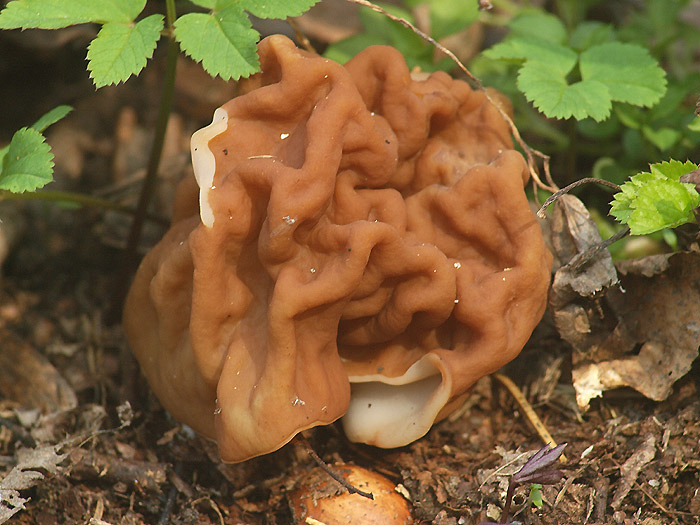 Gyromitra gigas - Riesen-Lorchel