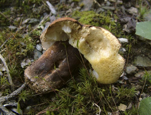 gyroporus castaneus