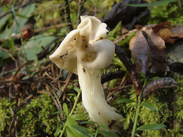 helvella crispa