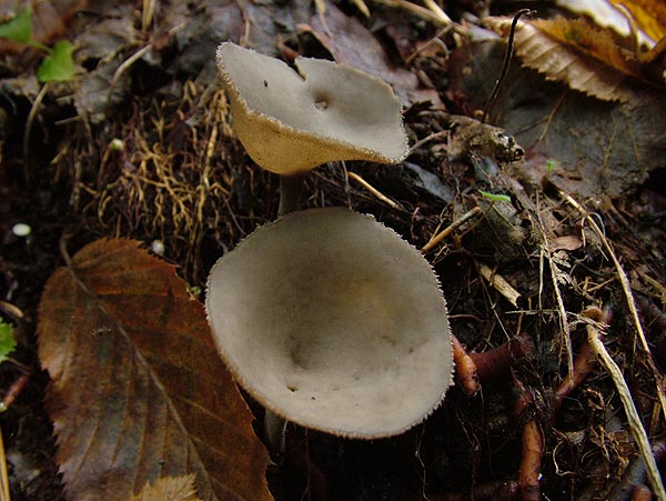 helvella macropus