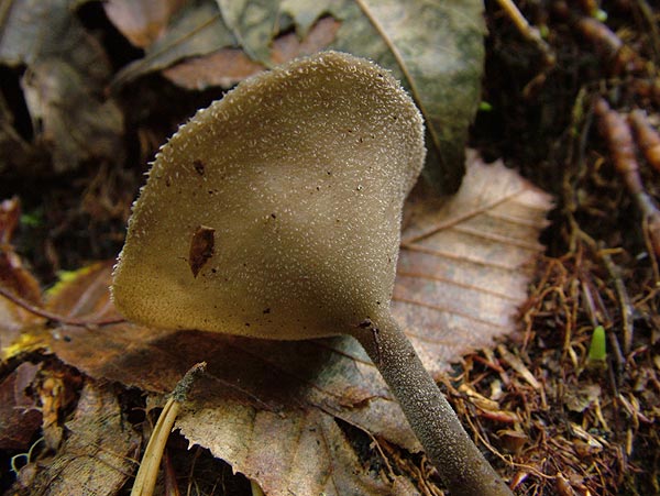 helvella macropus