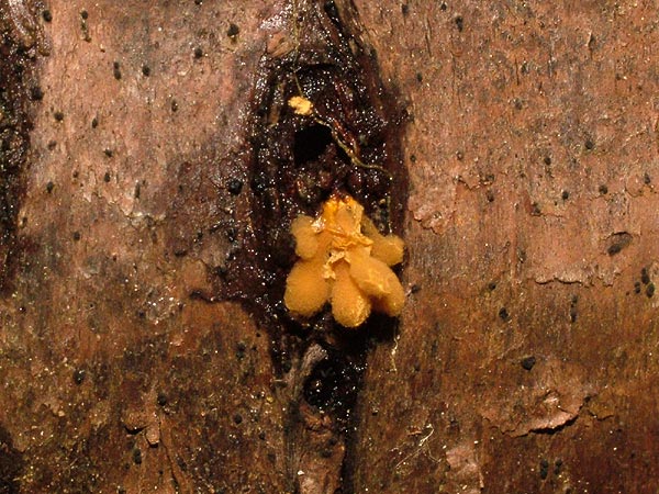 Hemitrichia calyculata