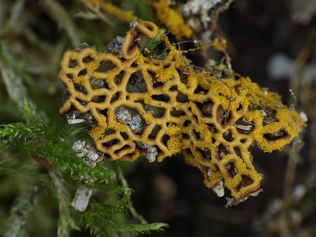 Hemitrichia serpula