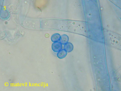 Eurotium herbariorum - trosi