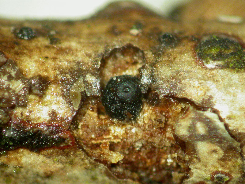 Hercospora tiliae