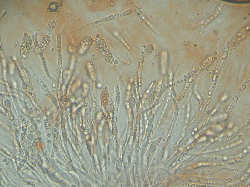 Hercospora tiliae