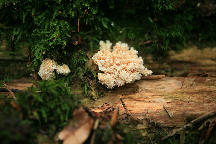 Hericium alpestre - jelkov bradovec