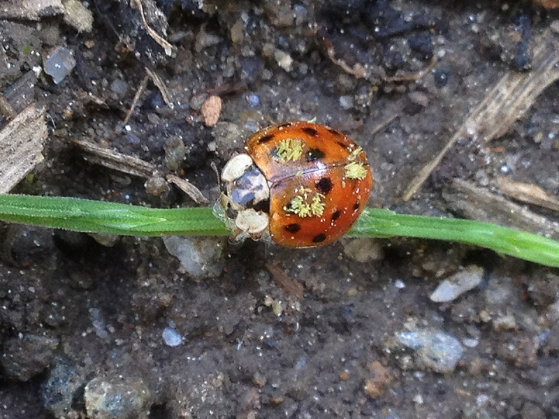 Hesperomyces virescens