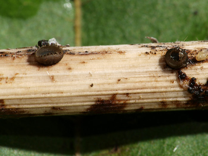 Heterosphaeria patella - Schüsselförmiges Kugelbecherchen