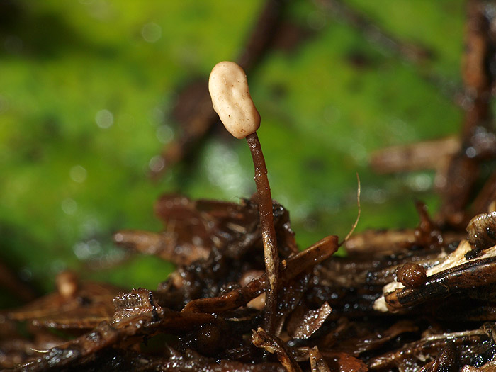 Heyderia abietis - Nadel-Haubenpilz