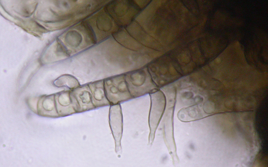 Lasiosphaeris hirsuta s.l.