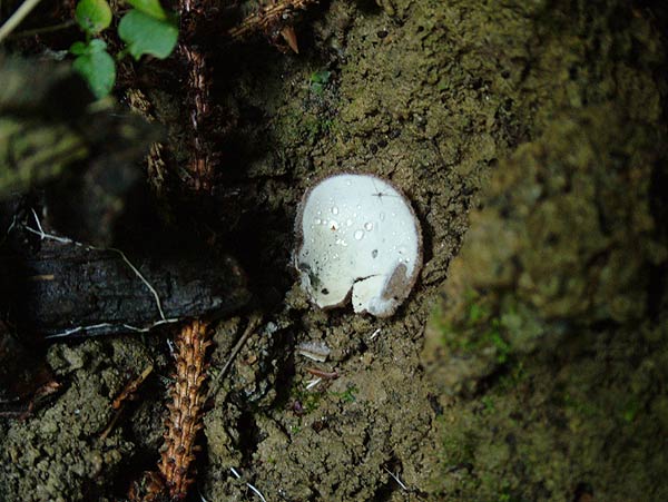 humaria hemisphaerica