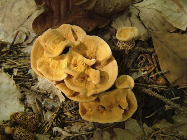 Hydnellum aurantiacum