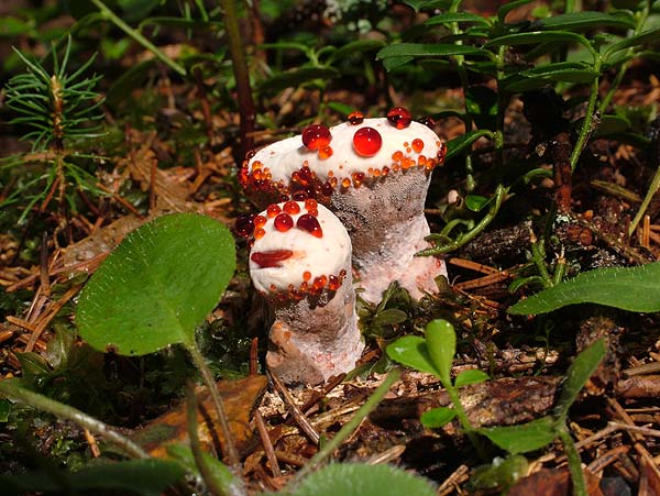 hydnellum peckii