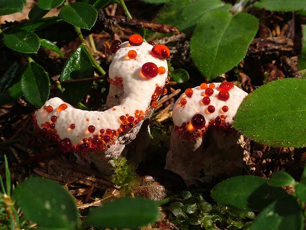 Hydnellum peckii