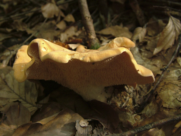 hydnum repandum