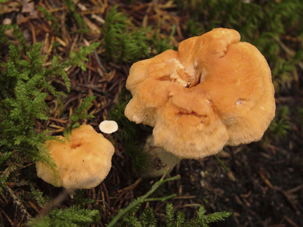 hydnum rufescens