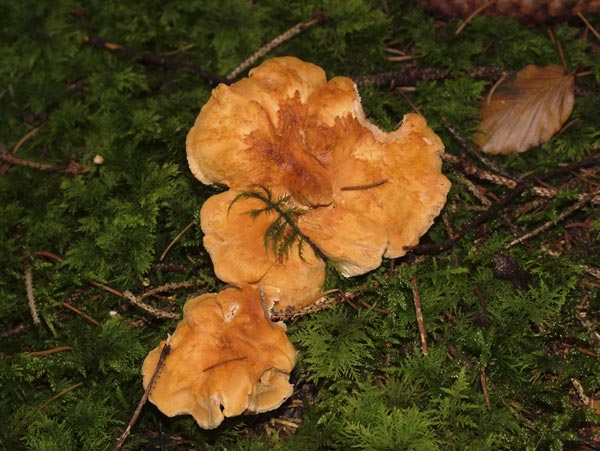 hydnum rufescens