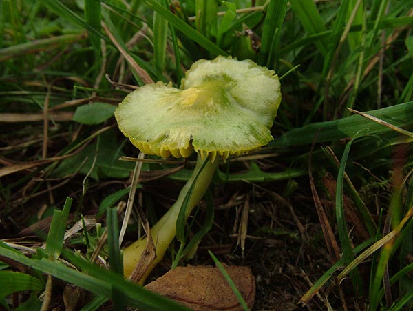 Gliophorus psittacinus - Papageien-Saftling