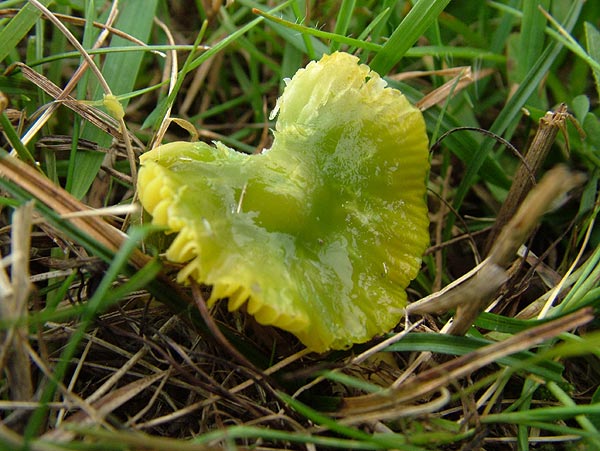 hygrocybe psittacina