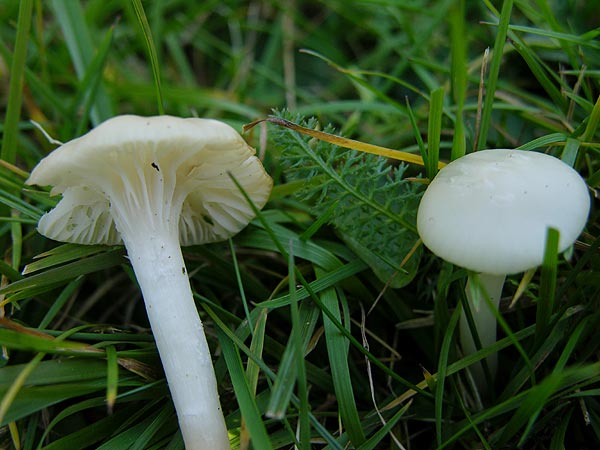 hygrocybe virginea