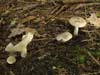 hygrophorus agathosmus