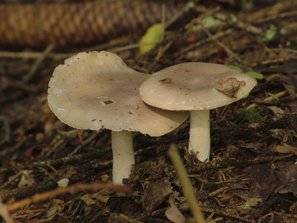 hygrophorus agathosmus