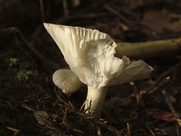 hygrophorus agathosmus