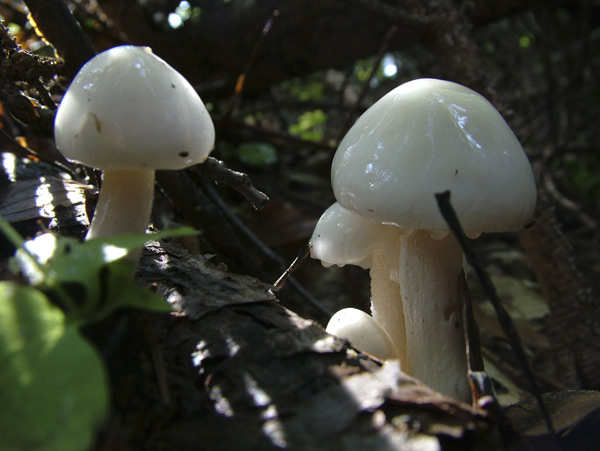 hygrophorus eburneus