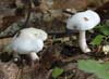 hygrophorus eburneus