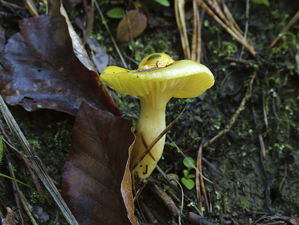 Hygrophorus lucorum