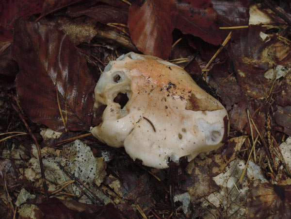 hygrophorus poetarum