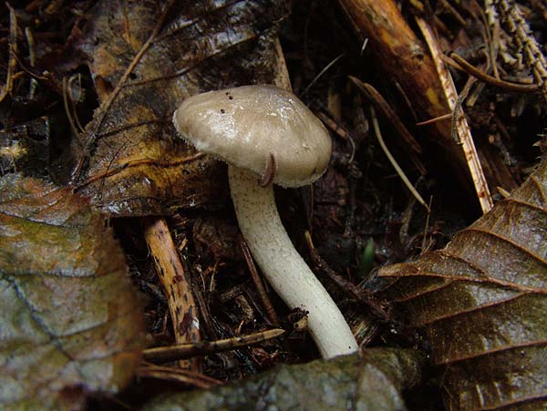 hygrophorus pustulatus