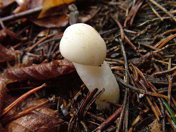 hygrophorus sp.