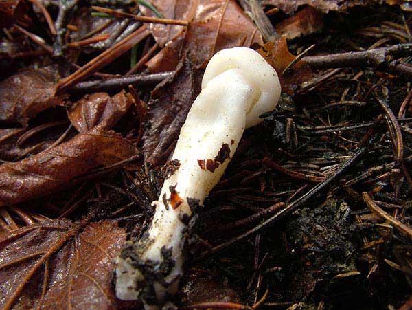 hygrophorus sp.