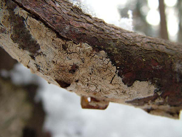 Feinborstiger Rindenpilz