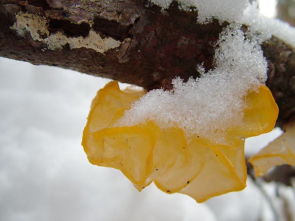 Hyphoderma setigerum in Tremella mesenterica