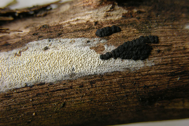 Hyphodontia radula und Nemania serpens