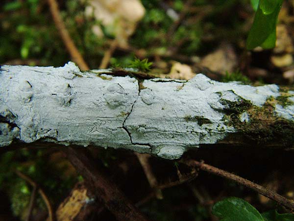 hyphodontia sambuci