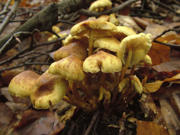 hypholoma fasciculare